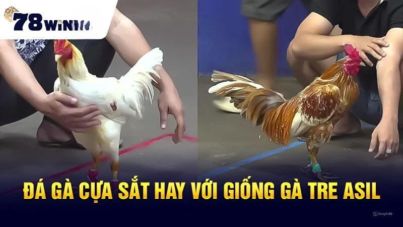 đá gà cựa sắt 78win