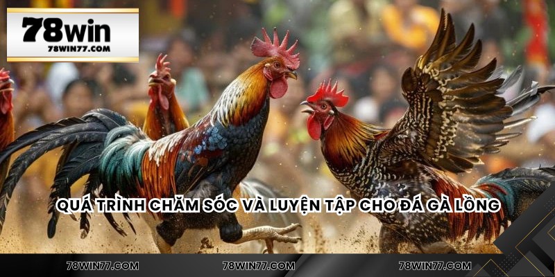 Quá trình chăm sóc và luyện tập cho đá gà lồng