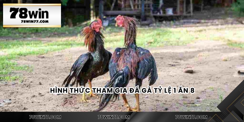 Hình thức tham gia đá gà tỷ lệ 1 ăn 8